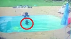 VIDEO: Chlapec (3) je ospevovaným hrdinom. Z bazéna vytiahol topiaceho sa kamaráta