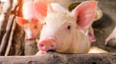 Potvrdili ďalší prípad afrického moru prasiat na Slovensku