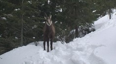 Rarita z Vysokých Tatier: Turisti stretli kamzíka tam, kde ho nečakali