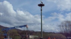 Kamera zachytila nedočkavého bociana. Toto vraj nikdy nevideli