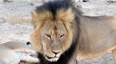 Cecil bol symbolom Afriky. Pytliaci ho trápili 40 hodín