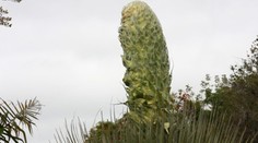 Obrovská vzácnosť. Táto čudná rastlina kvitne raz za 100 rokov