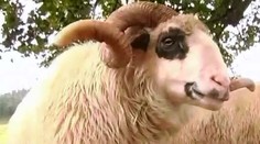 Poznáte ho? Neďaleko Brezna sa pasie raritné zviera