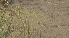 Zemplínčanom znepríjemňujú život cyanobaktérie. Nebezpečné môžu byť najmä pre ľudí so zníženou imunitou