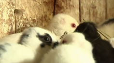 Rarity v ríši zvierat: Keď Slovensko neverilo vlastným očiam