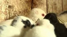 Rarity v ríši zvierat: Keď Slovensko neverilo vlastným očiam