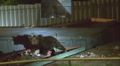 Ľudí v Starom Smokovci vystrašila medvedia rodinka. Divadlo mali aj miestni hasiči