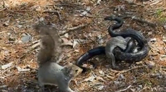 VIDEO: Matka roka z ríše zvierat. Boj veveričky s hadom o život mláďaťa sa stal virálnym hitom