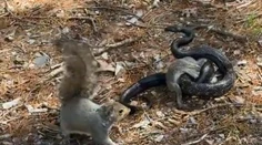 VIDEO: Matka roka z ríše zvierat. Boj veveričky s hadom o život mláďaťa sa stal virálnym hitom