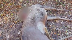 Pytliak nemal zľutovanie. Objavili ďalšieho jeleňa s odrezanou hlavou