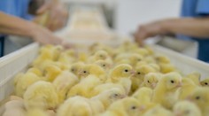 Zákaz usmrcovania malých kohútov by skomplikoval situáciu hydinárom. Zdraželi by aj vajcia