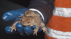 Ropuchy sa už sťahujú a často končia pod kolesami áut. Život im zachraňujú dobrovoľníci