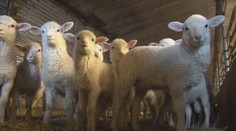 Dôsledky slintačky a krívačky pocítime všetci. Nákaza sa môže premietnuť aj do cien na pultoch