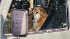 O kráľovniných psov plemena corgi sa bude starať princ Andrew