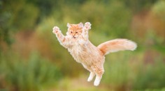 Japoncov vydesila toxická mačka. Po zvierati zvolali rozsiahle pátranie