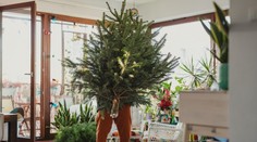 Máte doma živý vianočný stromček? Keď dodržíte tento postup, vydrží celé sviatky, radí záhradkár