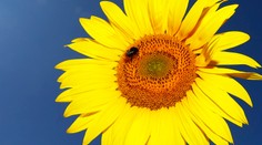 Krásna a osožná. Tu sú všetky blahodarné účinky slnečnice