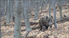 Jar rozpohybovala diviaky a s nimi aj zákernú nákazu. Africký mor už číha na poliach