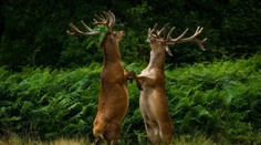 Najlepšie momentky z ríše zvierat: Obľúbená súťaž spoznala 40 finalistov