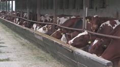 Slintačku a krívačku potvrdili v jednom z najväčších chovov dobytka na Slovensku. Utratia tam viac ako 3-tisíc kusov