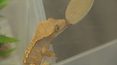 Na psa či mačku nemal čas, preto si zadovážil gekóny. Vášnivý chovateľ vychoval už niekoľko generácií