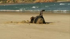 Vedcov prekvapil nečakaný nález: V rozmrazených tuleních výkaloch našli USB kľúč s videom