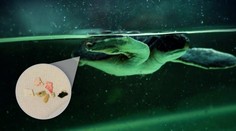 Znepokojivý dôkaz, ako veľmi sú znečistené moria: Zachránená korytnačka vylučuje plast niekoľko dní