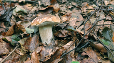 Hubárska sezóna je slabá. V týchto lokalitách však pôjdete na istotu