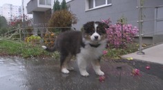 Petržalskí psíčkari sú zhrození. Veterinári hlásia skoro desiatku otrávených psov