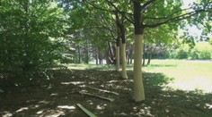 Odborníci týmto stromom nedávali šancu na prežitie. Po roku zostali v šoku