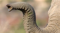 Video, ktoré pobúrilo celý svet: Nezodpovedný turista lial pivo rovno do chobota slona