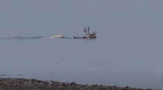 VIDEO: Vedci prvýkrát pozorovali ľadového medveďa, ako v mori loví soba