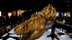 Vedci objavili kostru najväčšieho suchozemského predátora všetkých čias