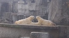 Medvedia romantika v ZOO: Najväčšia mäsožravá šelma má aj svoju jemnejšiu stránku