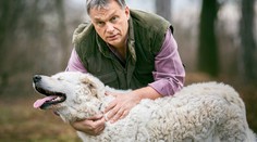 Brutálne zbili premiérovho psa, miláčik rodiny prišiel o oko