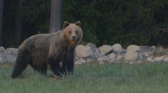 Dokument Lebo medveď nehovorí iba o slovenskej šelme z lesa. Rozpráva aj príbehy ľudí, ktorí sa s ňou stretávajú
