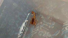 FOTO: Hľadanie jedovatých škorpiónov na Liptove pokračuje. Jedného sa už podarilo odchytiť