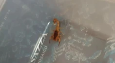 FOTO: Hľadanie jedovatých škorpiónov na Liptove pokračuje. Jedného sa už podarilo odchytiť