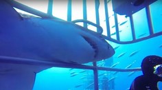 Pozrite na ten desivý moment. Žralok sa vrhol medzi potápačov