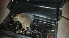 Pozrite sa, aké nechutnosti našli inšpektori pri testovaní kvality potravín