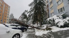 Sneh vyváľal stromy na sídliskách v Banskej Bystrici. Mesto ale plánuje rúbať dreviny v parku