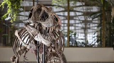 Extrémne vzácna kostra Tyranosaura rexa má nového majiteľa. Kupec za ňu zaplatil milióny eur