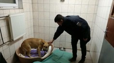 Policajt sa nevzdával a hľadal aj po pracovnej dobe. Zachránil fenu aj deväť šteniat