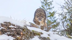 VIDEO: Lyžiarka riskovala život pre fotku. Zaútočila na ňu jedna z najohrozenejších šeliem sveta