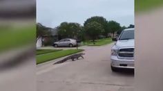 Obrovský aligátor na prechádzke. Namieril si to k rodinnému domu