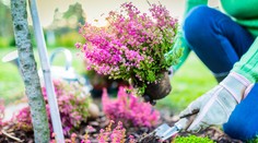 Chystáte sa zasadiť okrasný vres? Prezradíme vám, aké má liečebné účinky