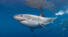 Žraloky čoraz častejšie opúšťajú hlbiny. Vedci odhalili, čo ich ženie k brehom