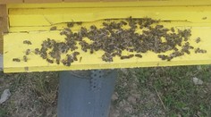 Medu je výrazne menej a je aj drahší. Chovatelia včiel prišli o viac ako dvojnásobný počet rodín