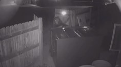 Prešibaný medveď sa nevzdal. Keď sa mu nepodarilo dostať k smetiam, ukradol celý kontajner