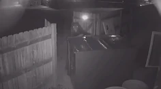 Prešibaný medveď sa nevzdal. Keď sa mu nepodarilo dostať k smetiam, ukradol celý kontajner